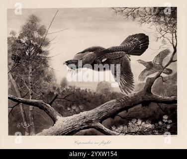 The Natural history of British Game Birds, London, Longmans, Green and Co, 1909, gran Bretagna, tetrao urogallus, selvaggina e selvaggina, capercaillie occidentali, la scena cattura due maestosi rapaci in una dinamica esposizione aerea, che mostra le loro potenti ali e i loro acuti istinti di caccia. Un uccello sembra tuffarsi con grazia, mentre l'altro vola sopra, creando un senso di movimento e tensione. Lo sfondo presenta un ambiente lussureggiante e boscoso con rami e fogliame dettagliati, che enfatizzano l'habitat naturale di questi rapaci. L'opera riflette un momento di interazione tra il bir Foto Stock