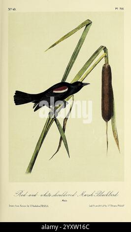 The Birds of America New York, G. R. Lockwood, 1871, c1839. Uccelli, Nord America, opere pittoriche, Un'illustrazione dettagliata con un uccello nero alato rosso arroccato graziosamente su un'alta coda. Le piume nere lucide dell'uccello sono contrapposte da vivaci toppe rosse e gialle sulle spalle, che ne mostrano l'aspetto sorprendente. Intorno al Blackbird ci sono lussureggianti canne verdi, che aggiungono un ambiente naturale che enfatizza l'habitat dell'uccello. Sotto l'illustrazione, il titolo identifica la specie come "uccello nero di palude rosso e giallo". La composizione evidenzia sia la bellezza dell'uccello che la bellezza Foto Stock