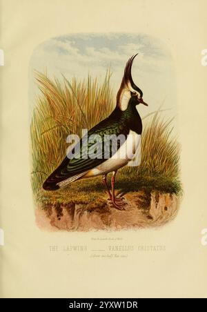 Il libro degli uccelli di Cassell, Petter and Galpin, [1875?], Birds, Vanellus vanellus, northern lapwing., Una lapwing splendidamente illustrata, conosciuta scientificamente come Vanellus cristatus, si erge elegantemente in un ambiente naturale adornato da erbe lussureggianti. L'uccello presenta un sorprendente piumaggio con piume verdi e nere iridescenti, completate da una distintiva cresta sulla sua testa. Il suo corpo è adagiato su una superficie leggermente ruvida, a indicare un habitat ricco di natura. Questa squisita rappresentazione cattura l'essenza del risvolto, enfatizzando le sue caratteristiche uniche e i colori vivaci mentre si fonde nel suo ambiente Foto Stock