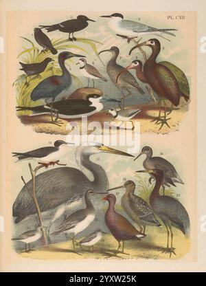 The Birds of North America, New York, 1903, Birds, North America, opere pittoriche, Ammospiza maritima, Passero sul mare, Chlidonias leucopterus, Terna alata bianca, Sterna paradisaea, Terna artica, Laterallus jamaicensis, Black Rail, Egretta caerulea, Little Blue Heron, Charadrius nivosus, Snowy Plover, Numenius borealis, Eskimo Curlew, Mesembrinibis cayennensis, Green Ibis, Plegadis chihi, White-Face Ibis, Rynchops niger, Black Skimmer, Charadrius melodus, Piping Plover, Onychoprion anaethetus, Bridled Tern, Ardea herodias, Great Blue Heron, Limosa lapponica, Godwit dalla coda sbarra, Egretta rufescen Foto Stock