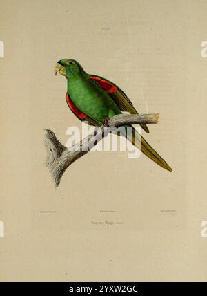 Iconographie des perroquets, Parigi, P. Bertrand, 1857. Uccelli, uccelli, pappagalli, pappagalli, opere pittoriche, opere popolari, Psittacara chloropterus, il parrocchetto ispaniolano, Un vivace pappagallo verde appollaiato graziosamente su un ramo gnarato. L'uccello presenta un'impressionante toppa rossa sulle ali, che aggiunge un tocco di colore al suo piumaggio altrimenti lussureggiante. Il becco è robusto e leggermente curvo, che ne indica la capacità di rompere semi e noci. Gli occhi intelligenti del pappagallo sono concentrati e attenti, mostrando la sua curiosa natura. Lo sfondo è minimo, sottolineando le caratteristiche uniche e la bellezza naturale dell'uccello, Foto Stock