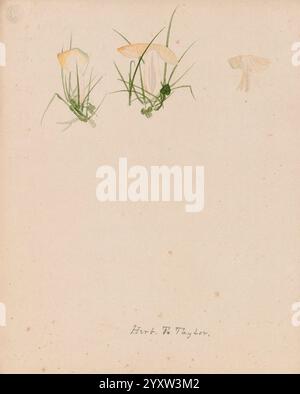 Disegni di funghi, non prima del 1839, funghi, opere pittoriche, Una delicata illustrazione botanica mostra tre funghi raffigurati in varie fasi di crescita. Ogni fungo presenta cappucci pallidi e quasi traslucidi che si fondono delicatamente con le sfumature luminose circostanti. Gli steli slanciati si sollevano aggraziatamente da un'area sparsa di erba verde, con alcune lame d'erba che oscillano dolcemente accanto a loro. Lo sfondo è un tono neutro e silenzioso che consente alle forme naturali e ai colori tenui dei funghi e dell'erba di distinguersi. Il nome dell'artista, ''Hirth W. Taylor, ' è elegantemente inciso in basso, aggiungendo Foto Stock