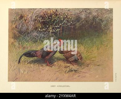 Una monografia dei fagiani, Londra, Inghilterra, pubblicata sotto gli auspici della New York Zoological Society da Witherby & Co, 1918-1922, pheasants, Gallus sonneratii, due pernici grigi intricati illustrati sono raffigurati in un ambiente naturale circondato da erba alta e sottile fogliame. Gli uccelli, con il loro caratteristico piumaggio, mostrano una miscela di sfumature terrose che mettono in risalto la loro bellezza naturale. La loro posizione in bilico suggerisce un momento di allerta nel loro habitat. Lo sfondo presenta una superficie testurizzata con sfumature di pennello, per un contesto sereno e realistico per queste eleganti creazioni Foto Stock