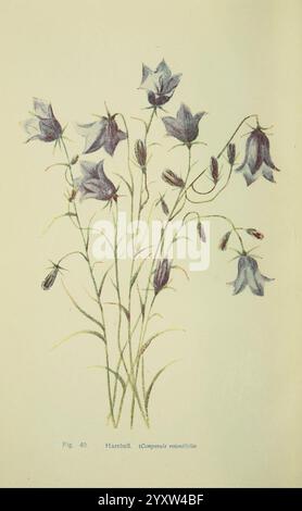 Flowers of the Field, Londra, Society for Promoting Christian Knowledge, 1911, Gran Bretagna, piante, botanica, fiore, fiori, campanello, Campanula rotundifolia, Una delicata disposizione di fiori a forma di campana, comunemente noti come campanelli, è illustrata. Gli steli sottili e verdi si sollevano con grazia, ciascuno decorato con ammassi di fiori da azzurro pallido a viola che oscillano dolcemente. I fiori, caratterizzati dai loro bordi svasati, trasmettono un senso di morbidezza e femminilità. Foglie sottili e allungate sono sparse per tutto, aggiungendo alla naturale sensazione della composizione. Uno sfondo sottile accentua il bea Foto Stock