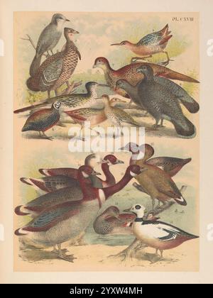 The Birds of North America New York, 1903, Birds, North America, opere pittoriche, Perisoreus canadensis, ghiandaia grigia, Geococcyx californianus, Greater roadrunner, Tympanuchus pallidicinctus, pollo di prateria minore, Cyrtonyx montezumae, quaglia di Montezuma, Dendragapus obscurus, gnocco scuro, Centrocercus urophasianus, grossa salvia, Crex crex, gamberetto di mais, Rallus obsoletus, ridgeway's rail San Francisco Bay, Bartramia longicauda, Upland sandpiper, Branta canadensis, Canada Goose, branta hutchinsii, oca cackling Aleutian, Branta leucopsis, oca barnacle, oca cackling, Mareca strepera, gadwall Foto Stock