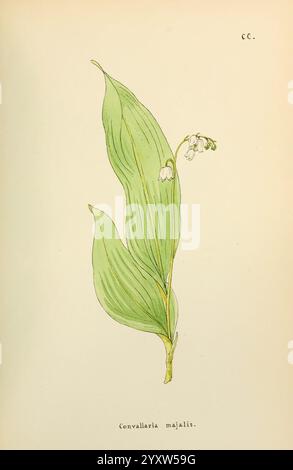 Fiori dell'Engadina. Winchester, stampato per l'autore da Warren e Son, 1891. Engadina, Fiori, opere pittoriche, piante, Svizzera, questa illustrazione presenta una delicata raffigurazione della Convallaria majalis, comunemente nota come il giglio della valle. La pianta è caratterizzata da foglie allungate e a forma di lancia che hanno una consistenza liscia e lucida. Dalla base emerge un sottile stelo adornato da piccoli fiori bianchi a forma di campana, ciascuno appeso con grazia. I fiori sono disposti in una curva delicata, che aggiunge all'aspetto elegante della pianta. Sotto l'illustrazione, il nome ''Conva Foto Stock
