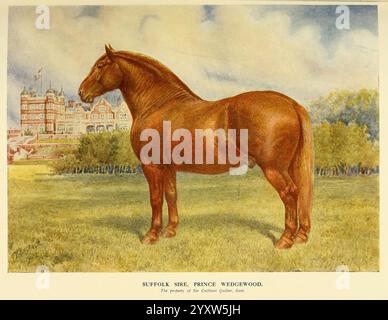 The New book of the Horse, London, Cassell and Co, 1911, Horses, equitazione, sport ippici, l'illustrazione raffigura un suggestivo cavallo di castagno in piedi maestosamente di profilo, che mostra la sua struttura robusta e la sua muscolatura ben definita. Il cavallo e' posizionato su un lussureggiante prato verde, con una grande tenuta sullo sfondo, che suggerisce un elegante ambiente rurale. Il dettaglio del cappotto del cavallo mette in risalto la sua lucentezza lucida, mentre il paesaggio circostante offre un ambiente sereno e pittoresco. Questa scena cattura la bellezza e la grazia dell'animale, riflettendo un senso di tranquillità e nobiltà Foto Stock