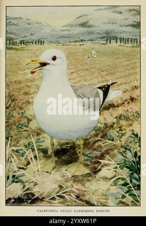 Knowing, Birds, through, stories, New York: Funk & Wagnalls Company [c1922], Birds, Gull, California Gull, Larus californicus, Larus californicus, 598208 anni, Un gabbiano californiano si erge in un campo erboso, con il suo corpo bianco che contrasta con le sfumature di grigio sulle ali. Il becco del gabbiano è leggermente aperto, rivelando un piccolo insetto che sta per consumare. Sullo sfondo si sviluppa un tranquillo paesaggio, caratterizzato da colline ondulate e alberi lontani, creando un'atmosfera tranquilla. Sparpagliati in tutta la scena ci sono altri gabbiani che si impegnano nelle loro attività, mentre in primo piano si mostra delicata ve Foto Stock