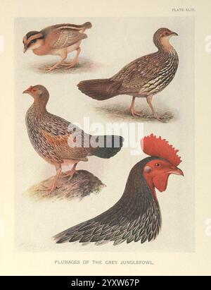 Una monografia dei fagiani, Londra, Inghilterra, pubblicata sotto gli auspici della New York Zoological Society da Witherby & Co, 1918-1922, pheasants, Gallus sonneratii, l'illustrazione mostra una varietà di uccelli, concentrandosi in particolare sui pennacchi della giungla grigia. In alto a sinistra, c'è un uccello più piccolo raffigurato con un sottile piumone a fantasia. Adiacente ad esso, un uccello leggermente più grande presenta un corpo striato, che mette in risalto gli adattamenti naturali del suo habitat. La sezione inferiore presenta un'impressionante giungla grigia maschile, che si distingue per il suo pettine vibrante e la ricca sfumatura, accanto a una Foto Stock