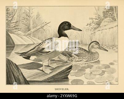 Feathered, Game, of the Northeast, New York, T.Y. Crowell & Co, 1907, Anas clypeata, Northern Shoveler, Game and Game Birds, Un'anatra shoveler maschio e femmina sono raffigurati riposare da un sereno corpo d'acqua. Il maschio, distinto dalla sua impressionante testa verde, dal torace bianco a contrasto e dal becco a forma di spatola, si erge con sicurezza su una sporgenza rocciosa. Accanto a lui, la femmina, caratterizzata dal suo piumaggio marrone strisciato e dai segni sottili, appare calma e pronta nell'acqua. Intorno a loro ci sono morbide increspature e ninfee, insieme a sentori di lussureggiante vegetazione sullo sfondo, che creano un ambiente tranquillo Foto Stock