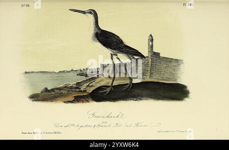 The, Birds, of, America, New York, G.R. Lockwood, 1871, c1839, Birds, North America, opere pittoriche, Una rappresentazione dettagliata di un uccello simile a una cicogna si trova in evidenza su una gamba, il suo collo allungato si estende con grazia verso l'alto. Il piumaggio dell'uccello presenta motivi intricati che mostrano sia tonalità scure che chiare. Sullo sfondo, un'imponente struttura in pietra si erge su un paesaggio sereno, che lascia intendere un paesaggio costiero o lungo il fiume. Le acque riflettono l'ambiente naturale, mentre l'ambiente calmo suggerisce un habitat tranquillo. Questa scena cattura l'eleganza e il portamento dell'uccello, empha Foto Stock