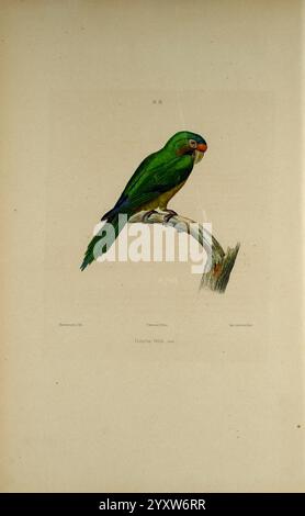 Iconographie des perroquets, Parigi, P. Bertrand, 1857, uccello, uccelli, pappagalli, pappagalli, opere pittoriche, opere popolari, il pappagallo con la facciata arancione, Eupsittula canicularis, Un vivace pappagallo verde, si arrocca graziosamente su un ramo, mostrando il suo sorprendente piumaggio. L'uccello presenta una caratteristica corona blu e un sottile accento arancione sul suo becco, che si aggiunge al suo aspetto colorato. I suoi occhi acuti e la sua postura di allerta suggeriscono una natura curiosa e vivace. Il ramo su cui si siede è strutturato, enfatizzando l'ambiente naturale, mentre lo sfondo rimane neutrale, puntando l'attenzione sulla bellezza del pappagallo. Questa opera d'arte Foto Stock