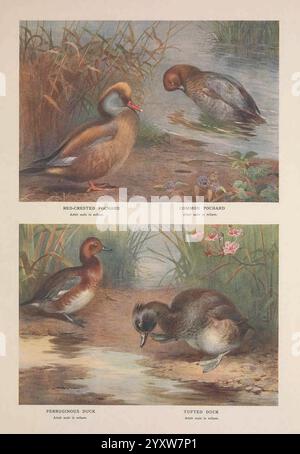 British Diving Ducks London Longmans Green and Co. 1913 Birds Ducks Great Britain Pictorial Works, la scena presenta quattro anatre splendidamente illustrate disposte in due file, ciascuna raffigurata in un ambiente naturale. Nella sezione superiore, l'anatra maschile della specie mandarina si erge graziosamente sul bordo dell'acqua, con il suo caratteristico piumaggio che mostra colori vivaci, mentre un Pochard comune occupa la destra, appoggiandosi come se fosse alla ricerca di cibo nell'acqua. La sezione inferiore introduce il Ferruginous Duck, notevole per il suo aspetto sorprendente, accanto a un Tufted Duck, un giovane apparizione Foto Stock