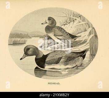 Feathered, game, of, the, Northeast, New York, T.. Y, Crowell, & Co, 1907, Aythya, americana, Redhead, game, e gioco, uccelli, Una serena raffigurazione di due anatre rosse aggraziatamente posizionate in mezzo a un tranquillo ambiente d'acqua, circondate da lussureggianti canne e dolci increspature. Gli uccelli, caratterizzati dalle loro caratteristiche teste tonde e dal sorprendente piumaggio, mostrano una pacifica convivenza nel loro habitat naturale, mettendo in risalto la bellezza della fauna selvatica e degli ecosistemi acquatici. La composizione evoca un senso di calma e apprezzamento per gli intricati dettagli della natura, catturando l'essenza di questi affascinanti uccelli acquatici. Foto Stock