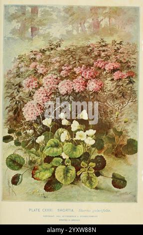 Sud, selvatico, fiori e, alberi, New York, Stokes, [1901], botanica, fiori, sud, stati, alberi, donne, in, scienza, Marian Ellis Rowan, Una vibrante disposizione di varie piante in fiore è esposta, con grappoli di delicati fiori rosa in mezzo a un lussureggiante fogliame verde. Foglie morbide in varie tonalità di verde creano uno sfondo testurizzato, mentre fiori bianchi più piccoli sbirciano attraverso il verde, aggiungendo contrasto e fascino. La composizione generale cattura una bellezza serena e naturale, evidenziando i dettagli intricati dei fiori e delle foglie, che ricordano un lussureggiante giardino in piena fioritura. TH Foto Stock