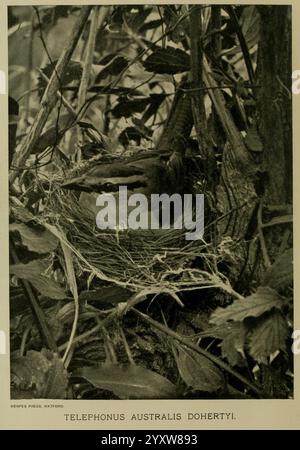 Ibis, Londra, pubblicato, British Ornithologists' Union, Academic Press, uccelli, ornitologia, periodici, Una vista ravvicinata del nido di un uccello annidato tra fitte fogliame, che mostra gli intricati ramoscelli e foglie che ne formano la struttura. All'interno del nido è visibile un uccello adulto, identificato come Telephonus australis Dohertyi, che mostra le sue caratteristiche uniche. Il verde circostante aggiunge un contesto, mettendo in risalto l'habitat naturale di questa specie. Questa scena cattura l'essenza della fauna selvatica nel suo ambiente, sottolineando l'importanza dei campi di nidificazione per la vita degli uccelli. Foto Stock