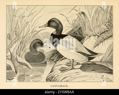 Feathered, game, of, the, Northeast, New York, T.. Y, Crowell, & Co, 1907, Aythya, valisineria, canvasback, selvaggina e Gamebirds, Un'illustrazione dettagliata di un paio di anatre a coda di cavallo, raffigurate in un tranquillo ambiente naturale. L'anatra maschile, con il suo sorprendente piumaggio bianco e nero e la caratteristica testa inclinata, si erge su un tronco vicino al bordo dell'acqua, mostrando la sua posizione graziosa. Nelle vicinanze, la femmina a baldacchino, resa in toni più morbidi di marrone e grigio, si trova serenamente nell'acqua, parzialmente nascosta da canne e giglio. Lo sfondo presenta una ricca vegetazione che contribuisce ad una serena e serena Foto Stock