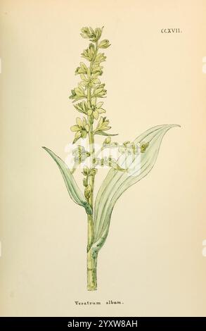 Fiori dell'Engadina. Winchester, stampato per l'autore da Warren e Son, 1891, Engadine, Flowers, Pictorial Works, Plants, Svizzera., Un'illustrazione botanica raffigurante una pianta di album Veratrum, comunemente nota come elio bianco. L'opera d'arte mostra il caratteristico stelo alto della pianta adornato da ammassi di piccoli fiori bianchi verdastro disposti in una formazione a punta. Sotto i fiori, dalla base del gambo emergono foglie larghe e allungate, con nervature prominenti che ne accentuano la consistenza. Il nome scientifico, Veratrum album, è elegantemente inciso in fondo, e Foto Stock