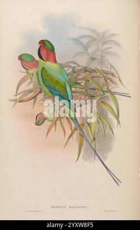 Birds of Asia, di John Gould, pub. Dall'autore 1850-1883, Asia, Birds, Pictorial Works, Una vivida raffigurazione di tre pappagalli splendidamente colorati arroccati in mezzo al fogliame di bambù. L'uccello centrale mostra impressionanti piume verdi con sfumature di blu e rosso sulla testa e sulla gola, mostrando il suo vivace piumaggio. Gli altri due pappagalli, leggermente posizionati dietro, condividono una colorazione simile, creando un'esposizione armoniosa di colori. Sullo sfondo, i toni delicati si fondono insieme, mentre le delicate fronde delle palme aggiungono un senso di profondità, migliorando l'atmosfera tropicale della scena. Il titolo in basso è Foto Stock