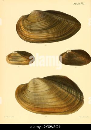 Conchologia iconica, Or Illustrations of the Shells of Molluscous Animals, London, Reeve, Brothers, 1843-1878, molluschi, opere pittoriche, conchiglie, l'illustrazione presenta viste multiple di conchiglie bivalvi marine del genere Anodon, etichettate con numeri come riferimento. Ogni guscio presenta superfici lisce e curve con motivi distinti di creste e linee che ne esaltano la bellezza naturale. I colori spaziano dai toni terrosi alle sfumature più delicate, mettendo in risalto le complesse texture e le variazioni di design. Le conchiglie sono disposte con cura, consentendo agli spettatori di apprezzare la loro forma e forma fr Foto Stock