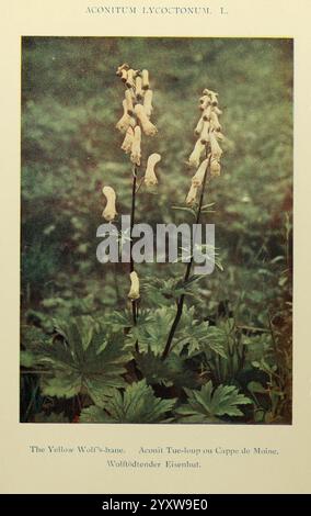 Estate, fiori, di, alto, Alpi, Londra, Dent, 1910, alpi, montagna, piante, fiori selvatici, l'immagine presenta un'illustrazione botanica di Aconitum lycoctonum L., comunemente noto come la Bana di lupo giallo. Questa pianta è raffigurata con alte e sottili punte adornate da fiori gialli tubolari che assomigliano alla forma di un cappuccio. Il verde lussureggiante del fogliame crea uno sfondo vibrante, evidenziando le caratteristiche distintive della pianta. Ad accompagnare l'illustrazione c'è il nome scientifico, che indica la sua classificazione, insieme ad un titolo che enfatizza il suo nome comune. Questa pianta è riconosciuta per la sua aesth Foto Stock