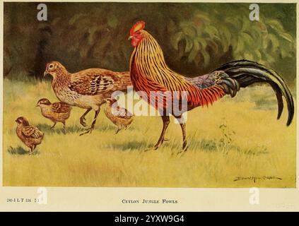 Il libro di Poultry New York, The Macmillan Company, 1921. Poultry, Gallus gallus, UMass Amherst Libraries, Una vivace rappresentazione di una famiglia di uccelli della giungla di Ceylon in un ambiente naturale. L'impressionante gallo, adornato da un mix di arancione ardente, rosso intenso e nero lucido, si erge orgogliosamente in primo piano, sottolineando la sua impressionante corona e la lunga coda. Nelle vicinanze, una gallina cammina graziosamente accanto ai suoi due pulcini morbidi, mostrando i loro toni più tenui e terrosi di marroni e abbronzature. Il rigoglioso sfondo verde suggerisce un ricco habitat, che esalta l'atmosfera serena mentre i polli si nutrono insieme Foto Stock