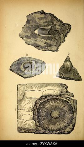 The Natural history of South Devon, Plymouth, stampato e pubblicato da Jenkin Thomas, 1839, Devon, Devon, Inghilterra, storia naturale, l'illustrazione presenta quattro distinti esemplari fossili, ciascuno etichettato con un numero per l'identificazione. Foto Stock