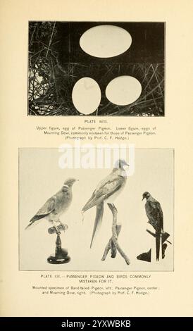 Una storia di uccelli selvatici, uccelli selvatici e uccelli da riva del Massachusetts e degli stati adiacenti, Boston, Wright Potter Printing Company, State Printers, 1916, Birds, Massachusetts, New England, conservazione, piccione passeggeri, Ectopistes migratorius, selvaggina e uccelli selvatici. Una didascalia dettagliata che descrive il contenuto include due sezioni separate. La sezione superiore presenta un'illustrazione delle uova del Passenger Pigeon, con una nota sulla loro somiglianza con quelle della colomba in lutto. La sezione inferiore presenta esemplari montati di due uccelli: Sul lato sinistro si trova il Passenger Pigeon, e sulla t Foto Stock