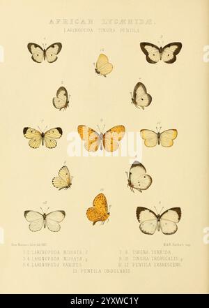 Rhopalocera exotica London, Gurney & Jackson, 1887-1902 Butterflies Butterfly RoseMonteiro, Una collezione di varie specie di farfalle, che mostrano i loro intricati motivi e colori. Ciascun campione è numerato ed etichettato, fornendo nomi scientifici per l'identificazione. Le farfalle presentano una gamma di forme e dimensioni, alcune delle quali presentano vivaci tonalità arancione e giallo contrastanti con toni più attenuati. La disposizione evidenzia la diversità all'interno della famiglia Lycaenidae, sottolineando la bellezza e la complessità di questi insetti. Questa rappresentazione visiva funge sia da strumento educativo che da Foto Stock