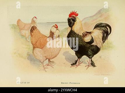 Il libro di pollame New York The Macmillan Company 1921 pollame Gallus gallus UMass Amherst Libraries, Un gruppo di polli è raffigurato in un ambiente pastorale, che mostra una varietà di razze. In primo piano, un impressionante gallo nero con un prominente pettine rosso brillante si erge con sicurezza, mostrando piume distintive. A sinistra appare rilassata una gallina marrone chiaro, che trasuda un comportamento calmo, mentre un'altra gallina, leggermente più scura, è posizionata accanto ad essa. Lo sfondo presenta sfumature morbide e sfocate di un paesaggio che esaltano l'atmosfera rurale. La composizione complessiva evidenzia la natura Foto Stock