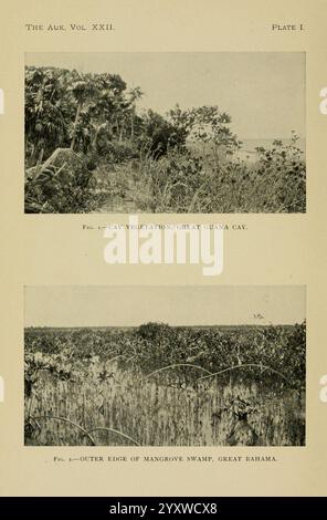 L'Auk Washington, D.C. American Ornithologists' Union ecc. 1884- periodici uccelli, la didascalia mostra due distinti ambienti costieri nelle Bahamas. La sezione superiore illustra la lussureggiante vegetazione della Great Guana Cay, caratterizzata da una variegata varietà di piante tropicali che prosperano in questo ambiente dell'isola, con accenni di mare lontano visibili sullo sfondo. La sezione inferiore presenta il bordo esterno di una palude di mangrovie a Great Bahama, evidenziando l'ecosistema unico caratterizzato dalle radici intrecciate di alberi di mangrovie, che svolgono un ruolo cruciale nella protezione costiera e nella fauna selvatica Foto Stock