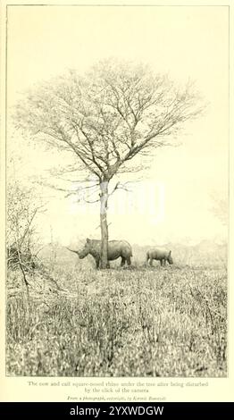 African Game Trails, 1910, Africa East, Descrizione e viaggi, caccia, Uganda, Kermit Roosevelt, Ceratotherium simum, in una scena tranquilla, un rinoceronte dal naso quadrato si erge protecamente accanto al suo vitello sotto l'ampia tettoia di un albero solitario. La coppia appare pronta e vigile, essendo stata momentaneamente disturbata dal loro ambiente tranquillo. L'erba alta ondeggia delicatamente intorno a loro, creando un senso di calma nonostante la loro posizione vigile. Il maestoso albero, con i suoi rami estesi, offre un riparo naturale contro gli elementi, sottolineando l'armonia tra la fauna selvatica e la fauna selvatica Foto Stock