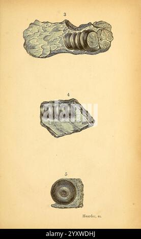 Il, naturale, storia, di, Sud, Devon, Plymouth, stampato e pubblicato, di, Jenkin, Thomas, 1839, Devon, Devon, Inghilterra, Inghilterra, natura, storia, l'illustrazione mostra una serie di resti fossilizzati, ciascuno raffigurante sezioni trasversali distinte di antichi organismi marini. La sezione superiore (3) illustra una struttura stratificata, che potrebbe rappresentare il guscio di un mollusco con anelli concentrici che suggeriscono modelli di crescita. La sezione centrale (4) presenta un fossile più prominente e striato con una serie di linee parallele che possono indicare una specie o uno stadio di sviluppo diversi. La setta inferiore Foto Stock