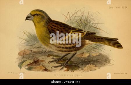 Ibis, Londra, pubblicato, British Ornithologists' Union, Academic Press, uccelli, ornitologia, periodici, Un uccello giallo vibrante arroccato in un ambiente naturale, che mostra intricati segni e una postura distintiva. Le piume sono caratterizzate da un mix di tonalità ricche, che suggeriscono una personalità vivace. Intorno all'uccello ci sono elementi del suo habitat, tra cui erba morbida e foglie sparse, che completano i suoi colori e migliorano l'atmosfera organica generale della scena. La combinazione delle caratteristiche dell'uccello con lo sfondo naturale evoca un senso di tranquillità e apprezzamento per la fauna selvatica. Foto Stock