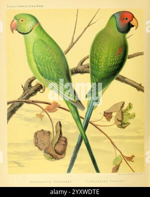 The Illustrated Book of Canaries and Cage-Birds, British and Foreign, Petter, Galpin & Co, [1878?] Cage-Birds, Canaries, Museum of comparative Zoology, Birds, Ornithology, questa opera d'arte presenta due vivaci parrocchetti arroccati su un sottile ramo, circondati da delicate foglie. Il parrocchetto di sinistra, noto come Parakeet con il collo ad anello, presenta un sorprendente piumaggio verde con un caratteristico anello rosso e nero intorno al collo. La sua postura è eretta, trasuda un senso di attenzione. Il parakeet destro, identificato come il Parakeet dalla testa di prugna, è ugualmente colorato, e mostra un impressionante piumaggio con un ricco Foto Stock