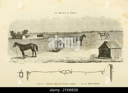 La connaissance générale du cheval, atlas, Parigi, Didot, 1861, cavalli, la scena raffigura un paesaggio rurale con diversi cavalli che pascolano pacificamente in un campo aperto. Sullo sfondo, un gruppo di edifici rustici e alberi crea un'atmosfera serena. I cavalli sono legati, ognuno in una posizione rilassata, mostrando diverse posture e dimensioni. In prima linea, viene fornita un'illustrazione dettagliata di un'imbracatura per cavalli, etichettata con lettere che indicano vari componenti, accanto a una raffigurazione di una stalla o riparo utilizzato per i cavalli. L'intera composizione riflette un ambiente pastorale, Emphas Foto Stock