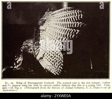 Turkey Raising New York Orange Judd Publishing Company 1922. Tacchini, la didascalia dettagliata mette in evidenza la complessità dell'ala di un Cockerel Narragansett. Sottolinea l'estremità appuntita dell'ultima piuma primaria e il profilo distintivo e irregolare della barra alare, indicando che questo esemplare rappresenta un giovane uccello. Le annotazioni suggeriscono un confronto con un'altra figura, elaborando le caratteristiche biologiche ed estetiche della struttura delle piume, nonché il significato del campione negli studi agricoli condotti dal Dipartimento dell'Agricoltura. L'immagine riflette entrambi sci Foto Stock