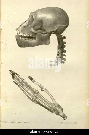 Boston, Journal of Natural History, Boston Society of Natural History., Un'illustrazione anatomica dettagliata che mostra un cranio umano in vista di profilo, evidenziando la struttura della mascella e della disposizione dentale. Sotto il cranio è visibile una rappresentazione di una colonna vertebrale umana, che illustra la connessione tra cranio e colonna vertebrale. Più in basso, viene presentata una rappresentazione meticolosa di una mano umana, enfatizzando le ossa del polso e delle dita, tutte etichettate con termini anatomici per migliorare la comprensione dell'anatomia scheletrica umana. Il layout suggerisce di concentrarsi sull'interrelazione di questi elementi Foto Stock