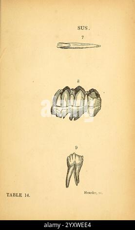 The Natural history of South Devon, Plymouth, stampato e pubblicato da Jenkin Thomas, 1839, Devon, Devon Inghilterra, Inghilterra, storia naturale, l'illustrazione presenta tre distinti esemplari dentali etichettati come segue Foto Stock