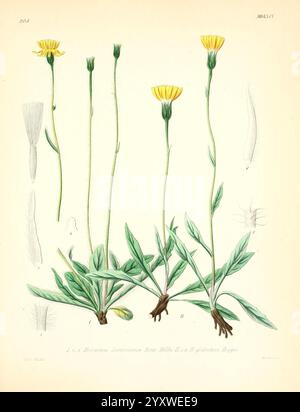 Icones florae Germanicae et Helveticae, simul Pedemontanae, Tirolensis, Istriacae, Dalmaticae, Austriacae, Hungaricae, Transylvanicae, Moravicae, Borussicae, Holsaticae, Belgicae, Hollandicae, ergo Mediae Europae. Lipsiae, F. Hofmeister 1834-1912. [v. 1, 1850], Europa, opere pittoriche, piante, l'illustrazione presenta più rappresentazioni di una pianta in fiore, identificata come Bellis perennis, comunemente nota come margherita comune. Presenta diverse fasi della crescita della pianta, evidenziando i suoi caratteristici fiori gialli e il fogliame verde. La disposizione centrale raffigura la pianta nel suo fu Foto Stock