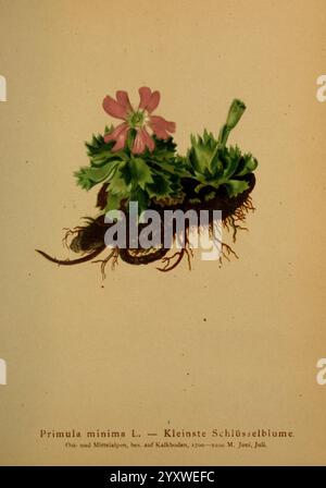 Atlas der Alpenflora Wien Eigenthum und Verlag des Deutschen und Oesterr Alpenvereins 1882 Alpi Atlases Mountain Plants, l'illustrazione raffigura Primula minima L., comunemente nota come la più piccola cowslip, che mostra i suoi delicati fiori rosa che emergono da una lussureggiante vegetazione verde. La pianta è raffigurata con particolare attenzione sia alla complessa struttura floreale che alle foglie dettagliate, poggiando su un terreno ricco e scuro. Sotto la rappresentazione botanica, il testo fornisce il nome scientifico, enfatizzando la sua classificazione e la preferenza di habitat, che si trova spesso sui suoli calcarei. Questo bota Foto Stock