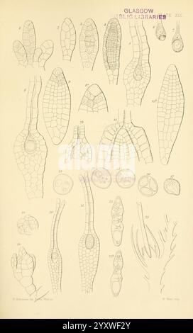 On the Germination, Development, and Fructification of the Higher Cryptogamia, London, Public. Per la Ray Society di R. Hardwicke, 1862, conifere, pteridophyta, morfologia vegetale, una raccolta di illustrazioni dettagliate raffiguranti varie strutture botaniche, tra cui forme allungate e cellulari. Le immagini mostrano diversi tipi di tessuti vegetali, evidenziando caratteristiche quali la disposizione delle cellule, le trame superficiali e le variazioni anatomiche. Ogni illustrazione è numerata, indicando esempi specifici di morfologia vegetale. Questo studio visivo sottolinea la complessità e la diversità riscontrate nel piano Foto Stock