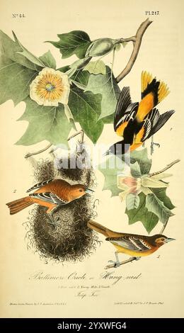 The Birds of America, New York, J.B. Chevalier, 1840-1844, Birds, nord America, opere pittoriche, John James Audubon, Icterus galbula, Baltimore oriole, John James Audubon, ornitologia, botanica, albero, Liriodendron tulipifera, tulipano, l'illustrazione presenta tre diverse specie di uccelli collegate tra loro da un tema comune di comportamento di nidificazione. In cima, una vivace Oriole di Baltimora è arroccata con grazia, mostrando il suo impressionante piumaggio arancione e nero, mentre nelle vicinanze, una rappresentazione del suo nido intrecciato intricatamente pende da un ramo. Sotto, altri due uccelli - uno che mostra una calda tonalità rossastra - sono dep Foto Stock