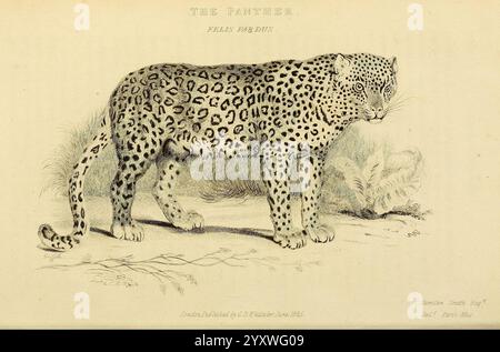 La classe Mammalia, Londra, stampata per Geo. B. Whittaker, 1827, mammiferi, gatti, pantera, Charles Hamilton Smith, Felis pardus, Panthera pardus, Edward Griffith, Un'illustrazione dettagliata di un leopardo, che mostra il suo caratteristico cappotto maculato e il fisico muscolare. L'animale è raffigurato in una vista laterale, in piedi svegli con la testa leggermente girata verso lo spettatore. I suoi occhi piercing trasmettono un senso di concentrazione ed eleganza selvaggia, mentre le macchie disegnate intricatamente sulla pelliccia evidenziano i motivi unici che definiscono questo maestoso predatore. Sullo sfondo, piccoli dettagli suggeriscono un habitat naturale, W Foto Stock