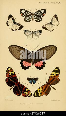Transactions of the Entomological Society of London, London, the Society, Entomology, Periodicals, lepidotteri, farfalle, Una collezione di vivaci farfalle, che mostrano gli intricati motivi e colori delle loro ali. Nella parte superiore, una serie di farfalle più piccole presenta disegni delicati, tra cui motivi in bianco e nero. Sotto di loro, le farfalle più grandi mostrano motivi sorprendenti, di cui una con spiccate tonalità arancione e giallo contrapposte al nero. Questa rappresentazione visiva evidenzia la diversità delle specie di farfalla, in particolare quelle che si trovano nella regione amazzonica, e Foto Stock