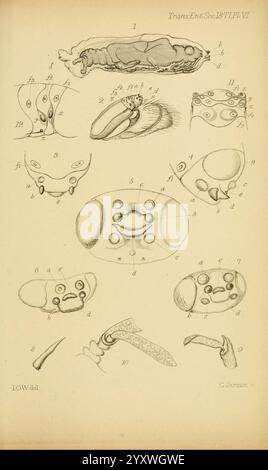 Transactions of the Entomological Society of London, London, the Society, Entomology, Periodicals, questa illustrazione mostra varie strutture anatomiche e morfologiche, probabilmente relative allo studio di determinati organismi o campioni biologici. Le figure numerate raffigurano più viste degli esemplari, compresi studi dettagliati sulle loro caratteristiche esterne e le strutture potenzialmente interne. Gli elementi degni di nota includono rappresentazioni astratte delle caratteristiche facciali, appendici e una serie di forme diverse, probabilmente evidenziando le differenze tra le specie o gli stadi di sviluppo. Il design su Foto Stock