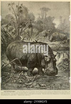 Brehm's Life of Animals, volume 1, Mammalia Chicago, Marquis, 1895, mammiferi comportamentali animali, ippopotamo, ippopotamo, ippopotamo anfibio, ippopotamo, hippopotamus amphibius nell'arte, Friedrich Specht, Una scena serena che raffigura un ippopotamo che attraversa un tranquillo corso d'acqua, circondato da una vegetazione lussureggiante. L'ippopotamo, con il suo corpo ampio e arrotondato e la bocca larga e piatta, si erge parzialmente sommerso, riflettendo il suo habitat naturale. Sullo sfondo, gli ippopotami aggiuntivi possono essere visti riposare nell'acqua, sottolineando la loro natura sociale. L'ambiente presenta un mix di verde e acqua serena, raffigurando un m Foto Stock