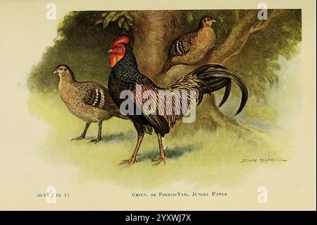 Il libro di Poultry New York, The Macmillan Company, 1921. Poultry, UMass Amherst Libraries, Gallus varius, Un maestoso gallo si erge in primo piano, mostrando il suo vivace piumaggio e l'impressionante pettine rosso. Le sue piume lucide risplendono in varie tonalità, con le distintive tonalità di nero e verde. Dietro il gallo, due galline della giungla guardano curiosamente, le loro tonalità tenui e i loro motivi sottili si fondono con l'ambiente naturale circostante. Lo sfondo presenta un albero lussureggiante che aggiunge un senso di habitat alla scena. La composizione generale evidenzia la bellezza di queste specie di uccelli della giungla nella loro nativa Foto Stock