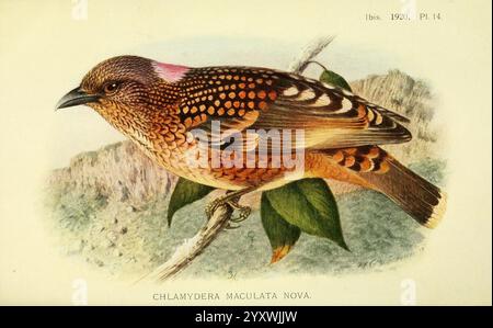 Ibis London ha pubblicato periodici di ornitologia ornitologica British Ornithologists' Union Academic Press Birds, Un uccello splendidamente illustrato appollaiato su un ramo, che mostra il suo intricato piumaggio. L'uccello presenta un mix di colori sorprendenti, con ricchi marroni, arance calde e macchie di bianco che contribuiscono al suo aspetto distintivo. Il suo becco leggermente curvo e la postura attenta suggeriscono che sta osservando l'ambiente circostante. Lo sfondo include sottili sfumature di foglie verdi che migliorano l'ambiente naturale. Questa rappresentazione mette in evidenza la dettagliata anatomia dell'uccello e l'arte della sua rappresentazione. L'im Foto Stock