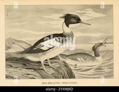 Feathered, game, of, the, Northeast, New York, T.Y. Crowell & Co. 1907. Gioco e, gioco, uccelli Mergus serrator Merganser dal petto rosso, Una raffigurazione di due merganser dal petto rosso arroccati su una sporgenza rocciosa sul bordo dell'acqua. L'uccello in primo piano, con un sorprendente piumaggio caratterizzato da intricati motivi di bianco e nero e da una caratteristica cresta, si erge con orgoglio, mentre quello sullo sfondo sembra tuffarsi in acqua, forse alla ricerca di pesci. La scena è ambientata su uno sfondo di onde morbide e colline lontane, mettendo in risalto l'habitat naturale di queste eleganti W Foto Stock